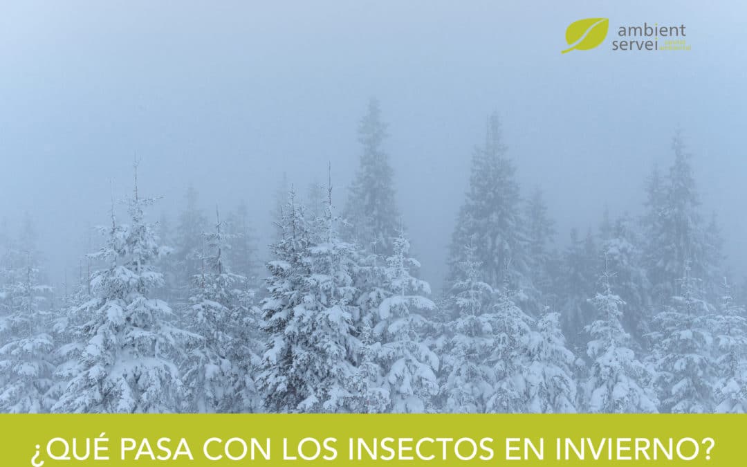 ¿Qué pasa con los insectos en invierno?