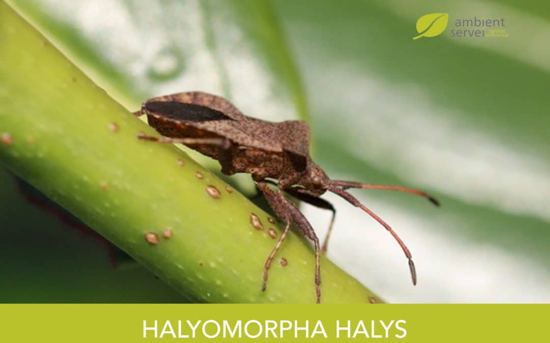 Halyomorpha halys