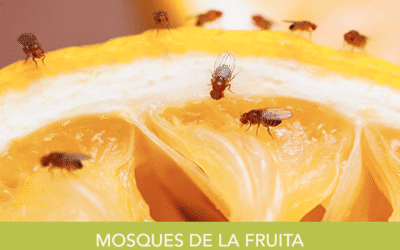 Podem evitar la mosca de la fruita?