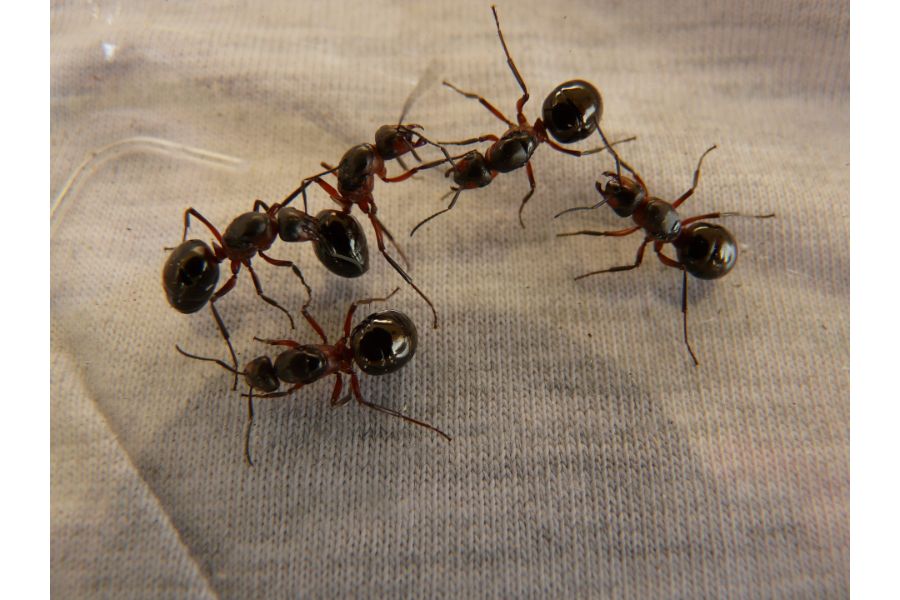 Las hormigas, ¿por qué nos cuesta tanto eliminarlas?