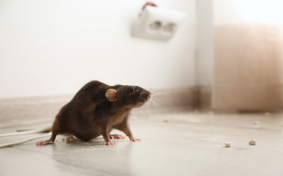 ¿Cómo eliminar plagas de ratones?