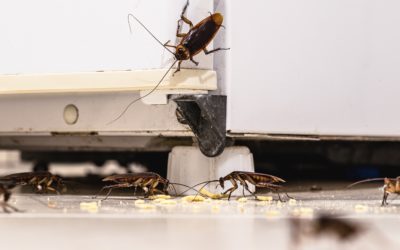 ¿Quieres saber cómo eliminar las plagas de cucarachas?
