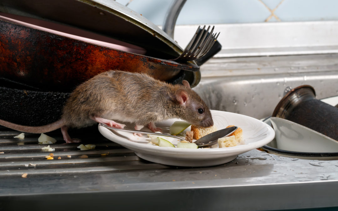 plagas de roedores más comunes