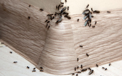 Cómo saber dónde está el nido de hormigas