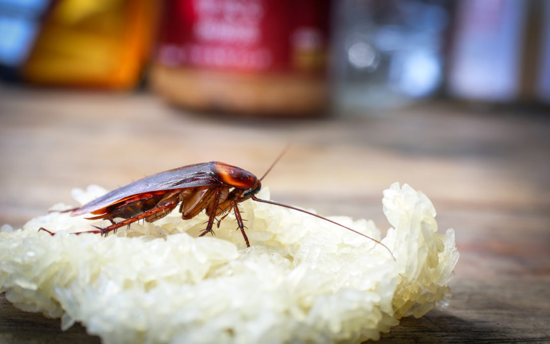 Por qué no mueren todas la cucarachas cuando echas insecticida